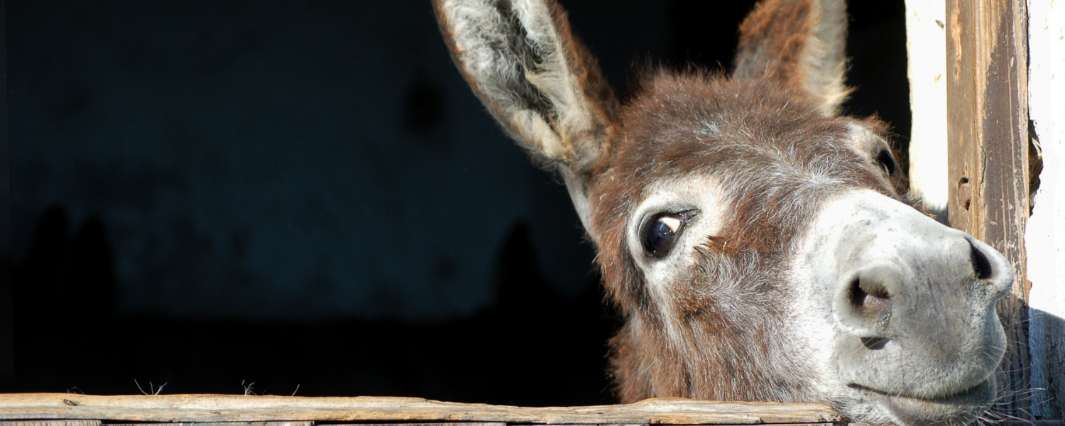 Delta, Donkeys, and December predictions - that’s a wrap, for another weird year…