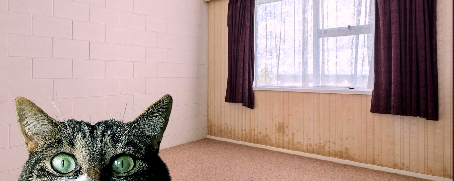 Cat pee, cockroaches and pink carpet - a day in the life of a first home buyer