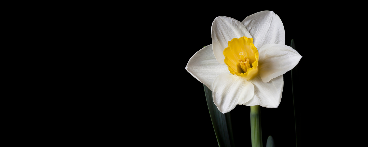 Daffodil Day Reminds us to be Proactive
